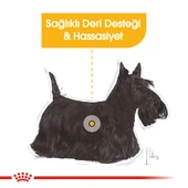 Royal Canin CCN Mini Dermacomfort Adult Küçük Irk Yetişkin Köpek Maması 3 Kg thumbnail 6