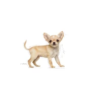 Royal Canin Chihuahua Puppy Yavru Köpek Maması 1,5 Kg thumbnail 3