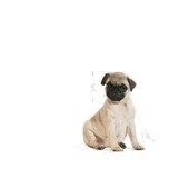 Royal Canin Pug Puppy Yavru Köpek Maması 1,5 Kg thumbnail 3