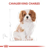 Royal Canin Cavalier King Charles Puppy Yavru Köpek Maması 1,5 Kg thumbnail 3