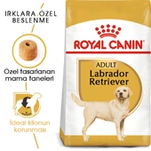 Royal Canin Labrador Retriever Adult Yetişkin Köpek Maması 12 Kg thumbnail 1