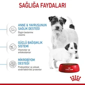 Royal Canin Mini Starter Küçük Irk Anne ve Yavru Köpek Maması 4 Kg thumbnail 5