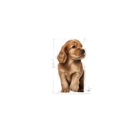 Royal Canin Cocker Junior Puppy Yavru Köpek Maması 3 Kg - 3