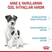 Royal Canin Mini Starter Küçük Irk Anne ve Yavru Köpek Maması 4 Kg thumbnail 4