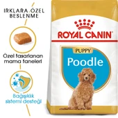 Royal Canin Poodle Puppy Yavru Köpek Maması 3 Kg thumbnail 1