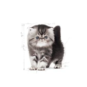 Royal Canin Persian Kitten Yavru İran Kedi Maması 2 Kg thumbnail 3