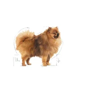 Royal Canin Mini Indoor Adult Küçük Irk Yetişkin Köpek Maması 1,5 Kg - 3