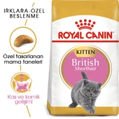 Royal Canin British Shorthair Kitten Yavru Kedi Maması 2 Kg thumbnail 1