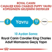 Royal Canin Cavalier King Charles Puppy Yavru Köpek Maması 1,5 Kg thumbnail 5
