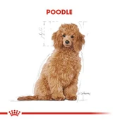 Royal Canin Poodle Puppy Yavru Köpek Maması 3 Kg thumbnail 8