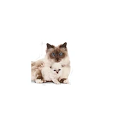 Royal Canin Mother & Babycat Anne ve Yavru Kedi Maması 2 Kg - 3