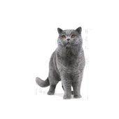 Royal Canin British Shorthair Adult Yetişkin Kedi Maması 10 Kg - 3