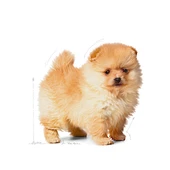 Royal Canin Mini Indoor Puppy Küçük Irk Yavru Köpek Maması 1,5 Kg thumbnail 3