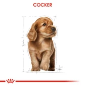 Royal Canin Cocker Junior Puppy Yavru Köpek Maması 3 Kg thumbnail 8
