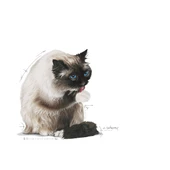 Royal Canin Hairball Care Tüy Yumağı Önleyici Kedi Maması 2 Kg - 3
