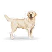 Royal Canin Labrador Retriever Adult Yetişkin Köpek Maması 12 Kg thumbnail 3