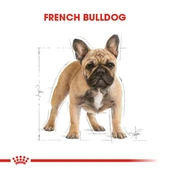 Royal Canin French Bulldog Adult Yetişkin Köpek Maması 3 Kg thumbnail 6