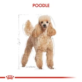 Royal Canin Poodle Adult Yetişkin Köpek Maması 3 Kg thumbnail 8