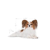 Royal Canin X-Small Adult Küçük Irk Yetişkin Köpek Maması 1,5 Kg - 3