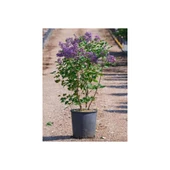 Hoş Kokulu Leylak Fidanı Çiçeği 30-60 cm Saksılı thumbnail 3