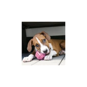 Kong Puppy Activity Çok Amaçlı Yavru Köpek Oyuncağı - 3