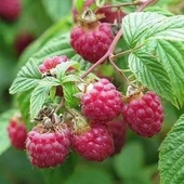 Monrovia Kırmızı Hollanda Boduru Ahududu Fidanı, Torbada thumbnail 1