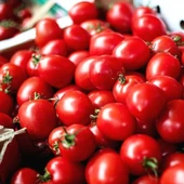 ByKurt Sunagri Cherry Domates Tohumu - Parlak Kırmızı Lezzetli Yüksek Verimli Askıya Uygun - 3