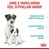 Royal Canin Mini Starter Küçük Irk Anne ve Yavru Köpek Maması 4 Kg - 3