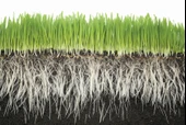 PLANT KEEP TRIO 8-21-10 Kışa Hazırlık Çim Bakım Gübresi 10 kg - 3