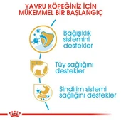 Royal Canin Poodle Puppy Köpek Maması 3 Kg - 5