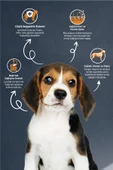 REFLEX Puppy Kuzu Etli Pirinçli   Yavru Köpek Maması15 Kg - 3