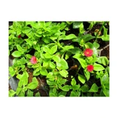 Buz Çiçeği Fidesi Fidanı 3 Adet 10-20 cm  Aptenia Cordifolia thumbnail 1