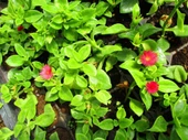 Buz Çiçeği Sarmaşığı Aptenia Cordifolia 10-20 cm - 1