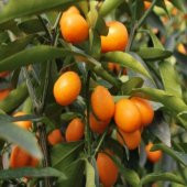 2 YAŞ TÜPLÜ MEYVELİ  KAMKAT FİDANI 2 YAŞ 80-110 CM BOY - 1