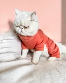 Puanti Kalın Penye Kedi Tulum Pijama thumbnail 6