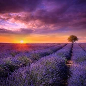 Lavanta Tohumu - Çok Yıllık Aromatik Parfüm ve Kozmetik Endüstrisi İçin İdeal thumbnail 3