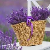 Lavanta Tohumu - Çok Yıllık Aromatik Parfüm ve Kozmetik Endüstrisi İçin İdeal thumbnail 2