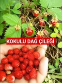 20 Adet Karadeniz Kokulu Yabani Dağ Çileği Fidesi Açık Köklü (10-20 Cm) - 1