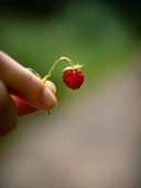 20 Adet Karadeniz Kokulu Yabani Dağ Çileği Fidesi Açık Köklü (10-20 Cm) - 4