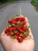 20 Adet Karadeniz Kokulu Yabani Dağ Çileği Fidesi Açık Köklü (10-20 Cm) - 3