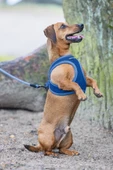 Beeztees Köpek Göğüs Tasması, Neopren, Mavi, XS, 30-35cm - 8