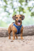 Beeztees Köpek Göğüs Tasması, Neopren, Mavi, XS, 30-35cm - 10