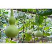 Lucky Life Su Kabağı & Et Kabağı Yerli Tohum - 7