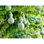 Lucky Life Su Kabağı & Et Kabağı Yerli Tohum - 3