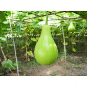 Lucky Life Su Kabağı & Et Kabağı Yerli Tohum - 6