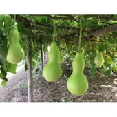 Lucky Life Su Kabağı & Et Kabağı Yerli Tohum - 5