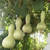 Lucky Life Su Kabağı & Et Kabağı Yerli Tohum - 4