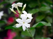 Büyük boy Güzel Kokulu Katmersiz Yasemin (Jasminum Sambac) - - 1