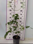 Küçük boy Güzel Kokulu Katmersiz Yasemin (Jasminum Sambac) - 2