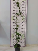 Büyük boy Güzel Kokulu Katmersiz Yasemin (Jasminum Sambac) - - 2